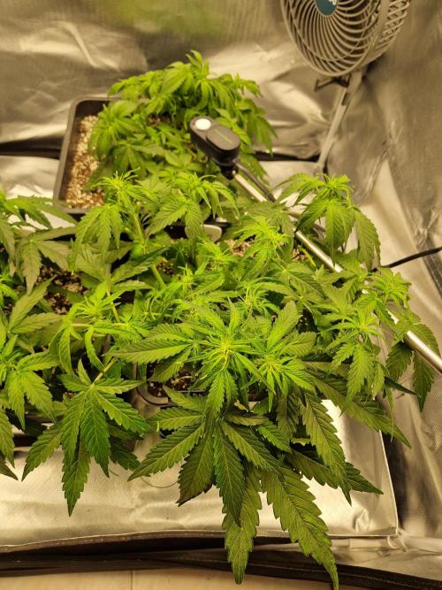 Gift Seeds. Week 4