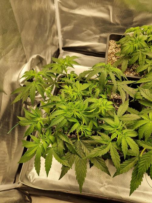 Gift Seeds. Week 4