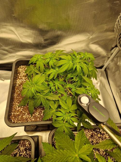 Gift Seeds. Week 4