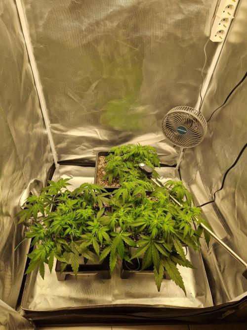 Gift Seeds. Week 4