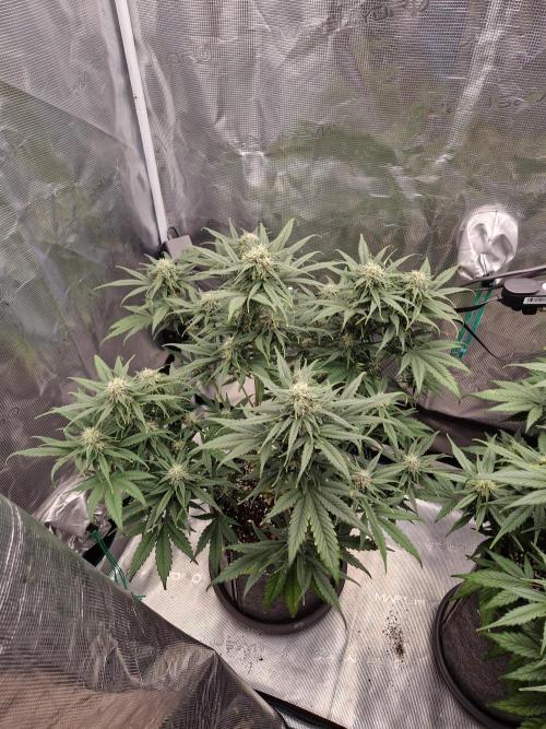 Auto Candy Bubatz XL. Week 8