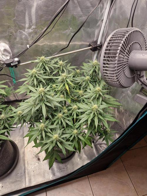 Auto Candy Bubatz XL. Week 8