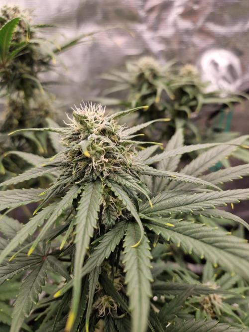 Auto Candy Bubatz XL. Week 8
