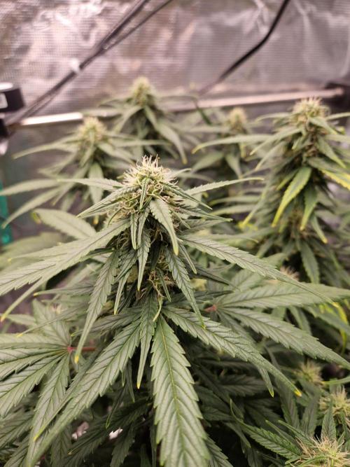 Auto Candy Bubatz XL. Week 8