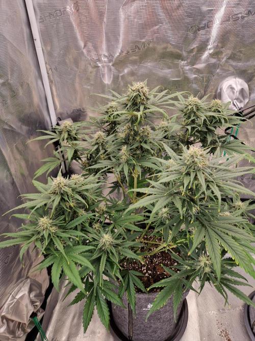 Auto Candy Bubatz XL. Week 8