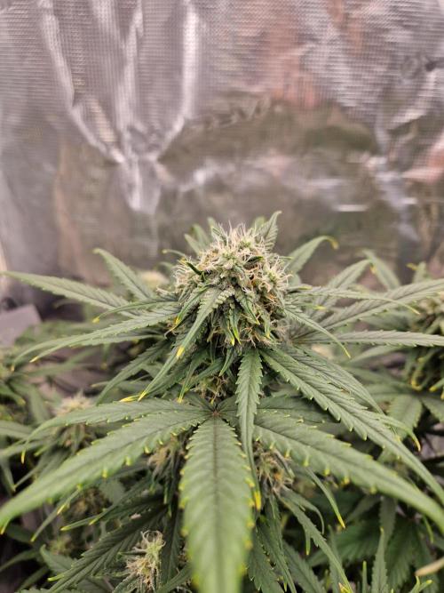 Auto Candy Bubatz XL. Week 8