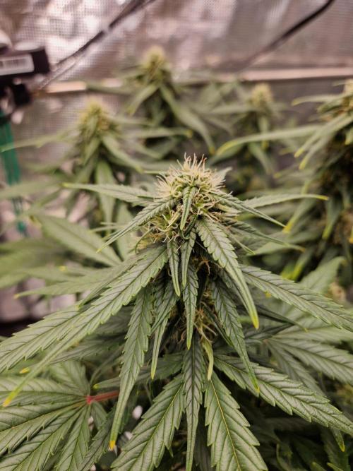 Auto Candy Bubatz XL. Week 8