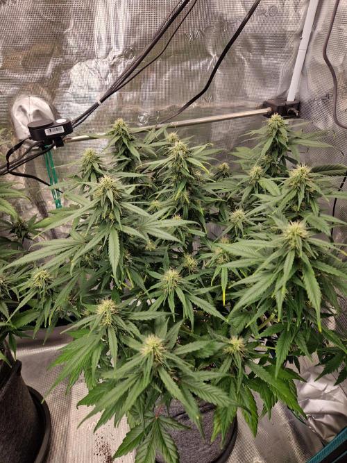 Auto Candy Bubatz XL. Week 8