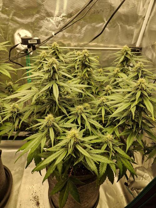 Auto Candy Bubatz XL. Week 8