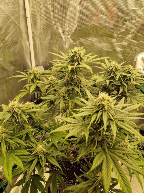 Auto Candy Bubatz XL. Week 8