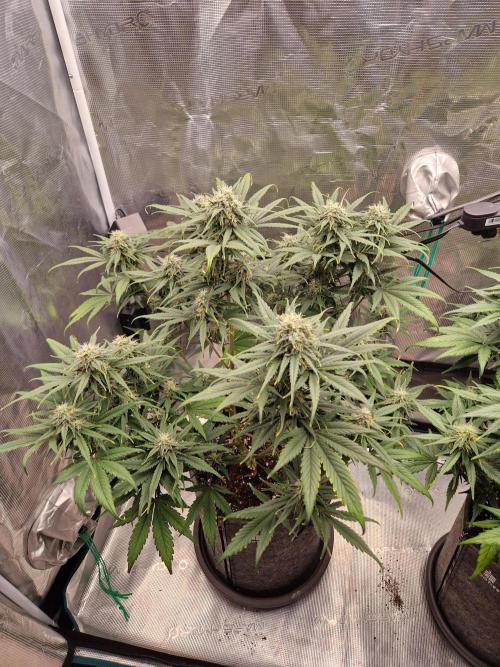 Auto Candy Bubatz XL. Week 8