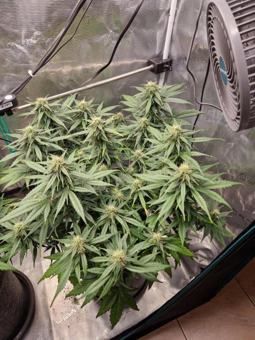 Auto Candy Bubatz XL. Week 8