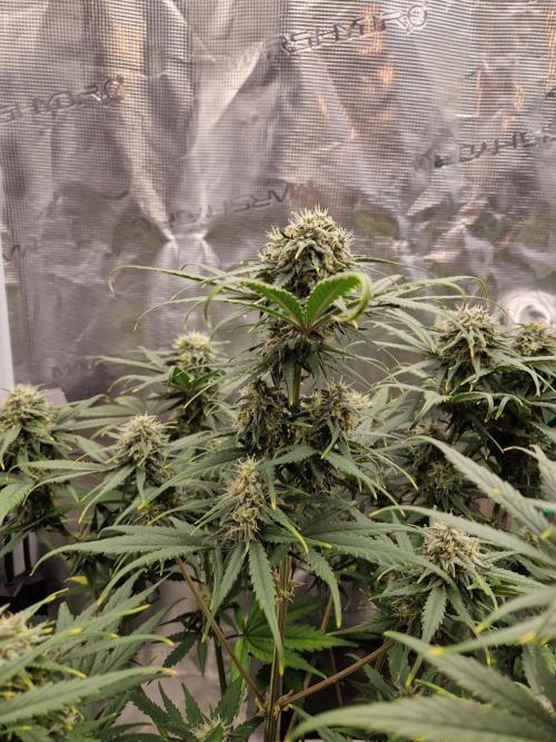 Auto Candy Bubatz XL. Week 8