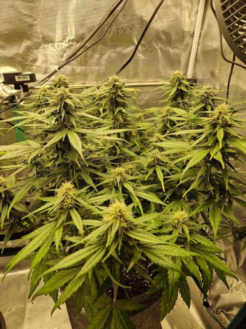 Auto Candy Bubatz XL. Week 8