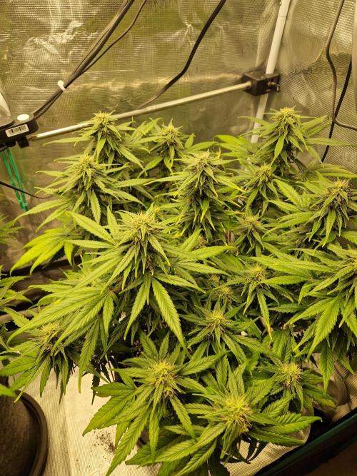 Auto Candy Bubatz XL. Week 8