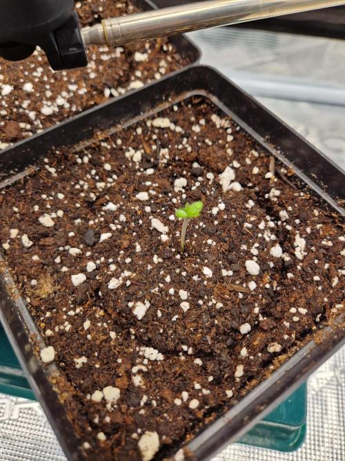 Zamnesia Grow Runtz. Week 1