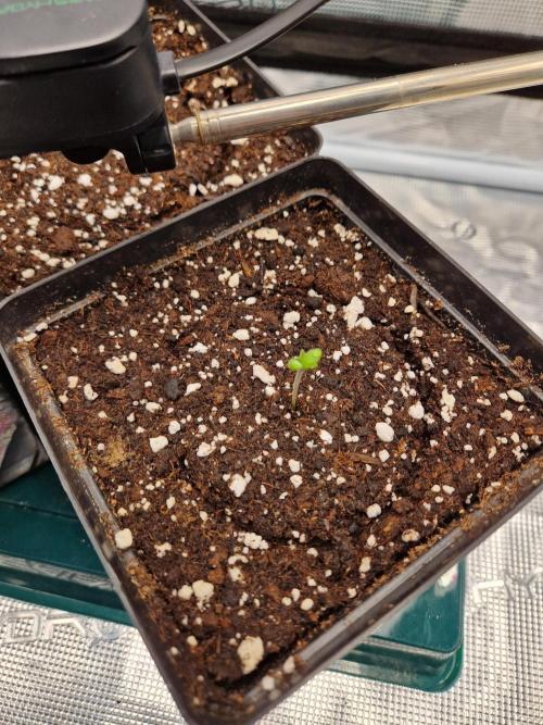 Zamnesia Grow Runtz. Week 1