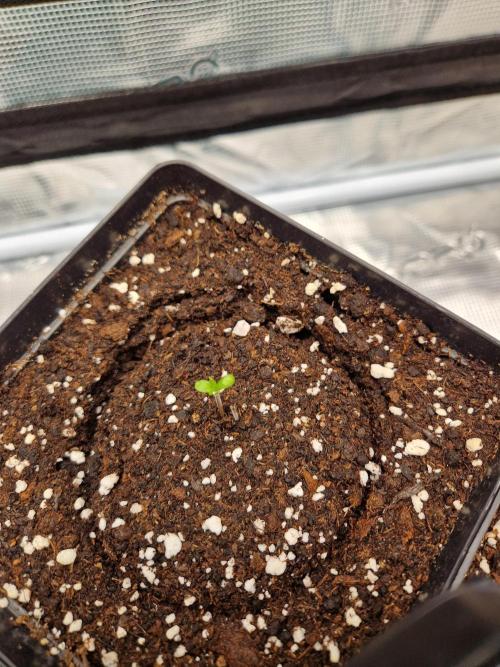 Zamnesia Grow Runtz. Week 1