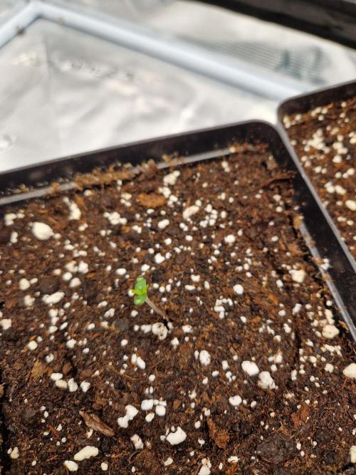 Zamnesia Grow Runtz. Week 1