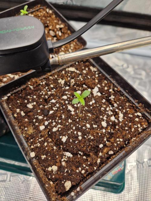 Zamnesia Grow Runtz. Week 1