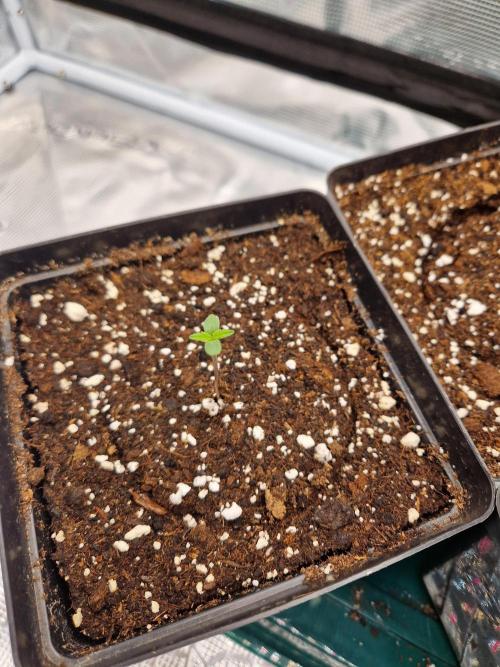 Zamnesia Grow Runtz. Week 1