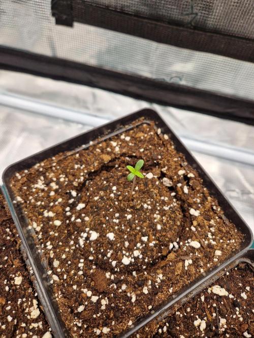 Zamnesia Grow Runtz. Week 1