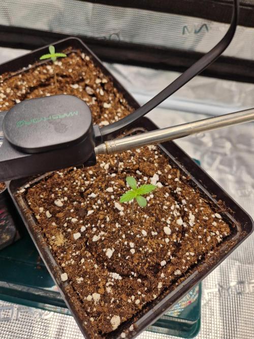 Zamnesia Grow Runtz. Week 1