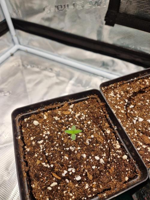 Zamnesia Grow Runtz. Week 1