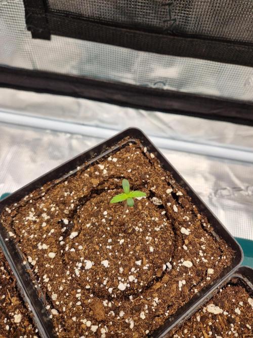 Zamnesia Grow Runtz. Week 1