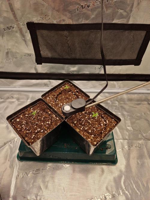 Zamnesia Grow Runtz. Week 1