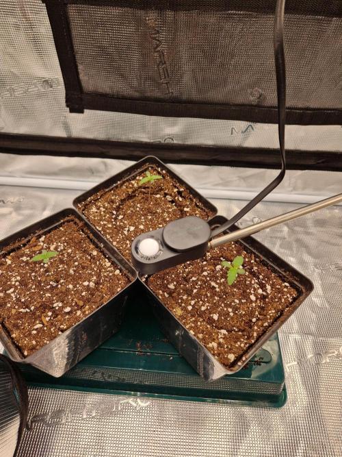 Zamnesia Grow Runtz. Week 1