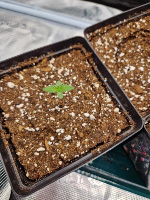 Zamnesia Grow Runtz. Week 1