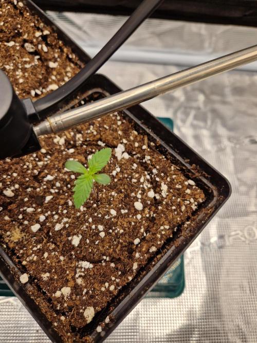 Zamnesia Grow Runtz. Week 1