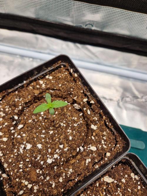 Zamnesia Grow Runtz. Week 1
