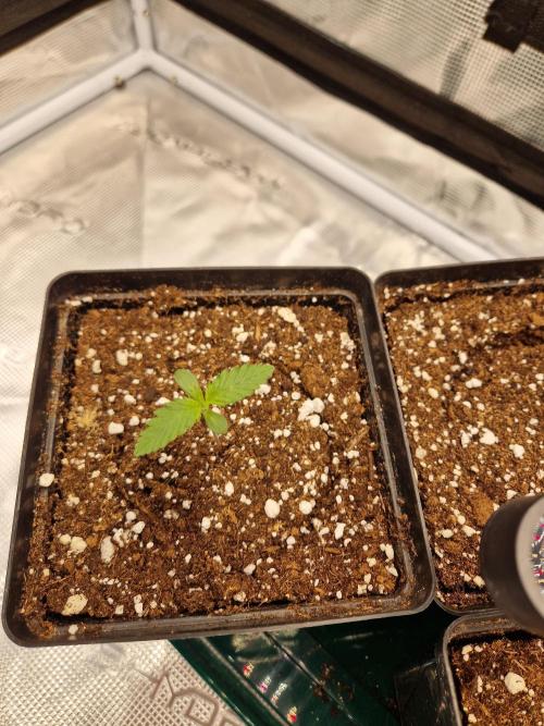 Zamnesia Grow Runtz. Week 1