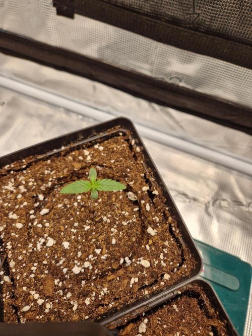 Zamnesia Grow Runtz. Week 1