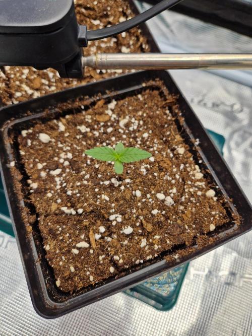 Zamnesia Grow Runtz. Week 1
