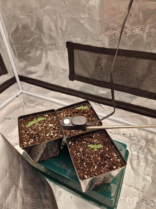 Zamnesia Grow Runtz. Week 1