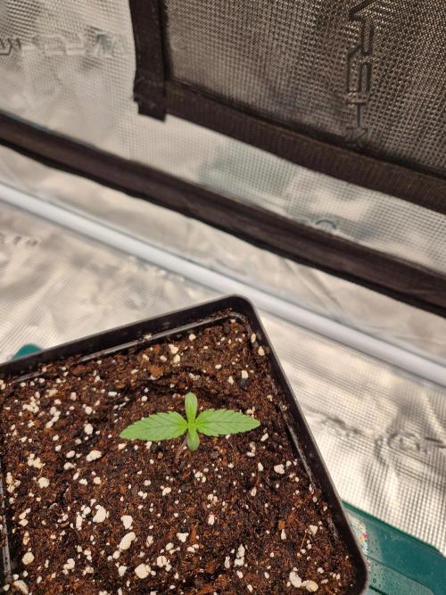 Zamnesia Grow Runtz. Week 1