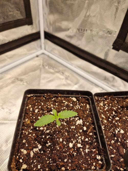 Zamnesia Grow Runtz. Week 1