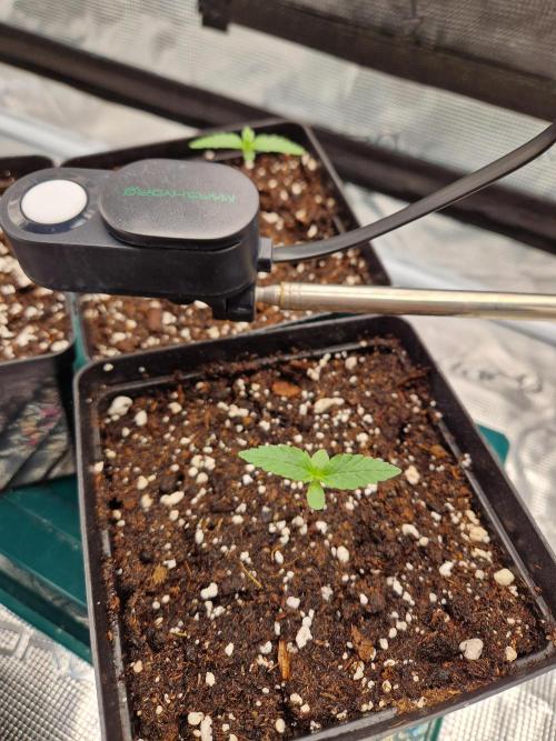 Zamnesia Grow Runtz. Week 1