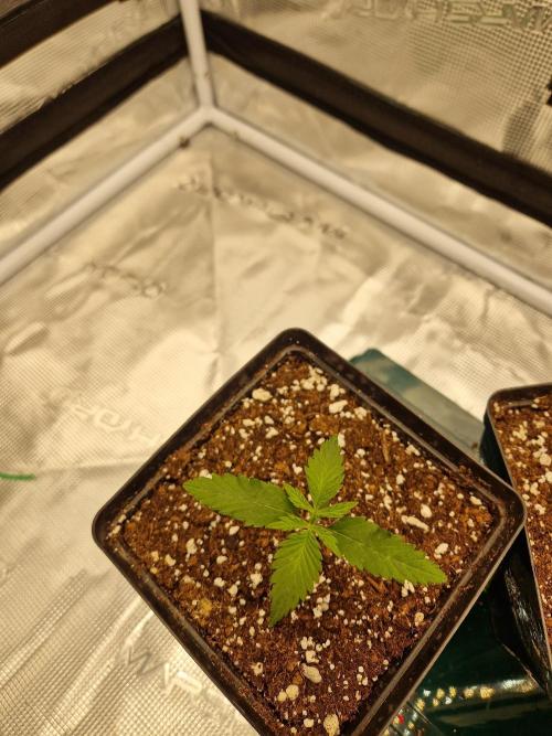 Zamnesia Grow Runtz. Week 1