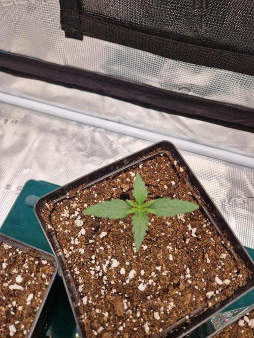 Zamnesia Grow Runtz. Week 1