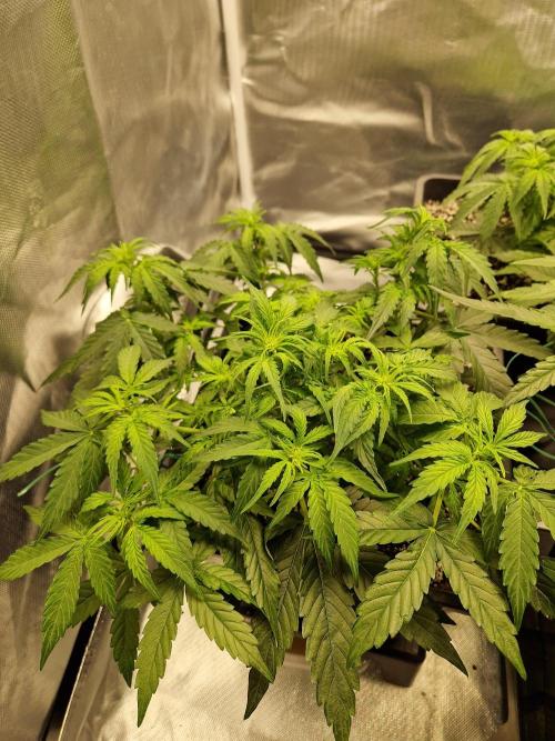 Gift Seeds. Week 5