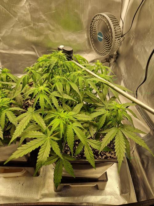 Gift Seeds. Week 5