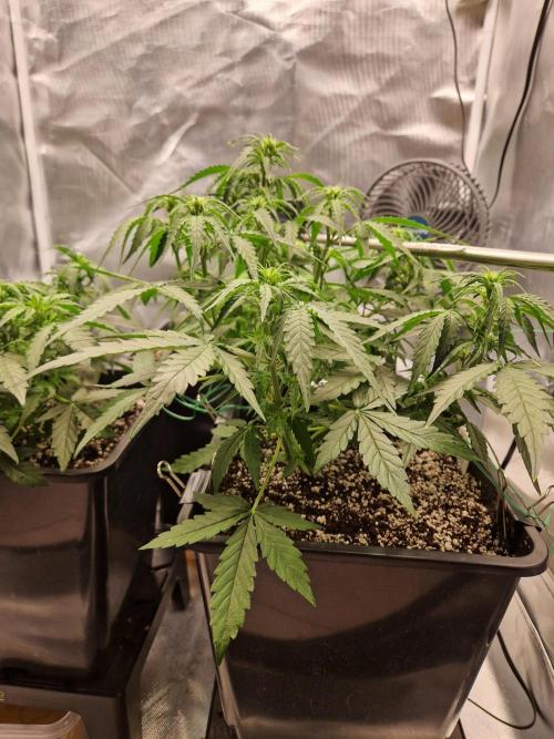 Gift Seeds. Week 5
