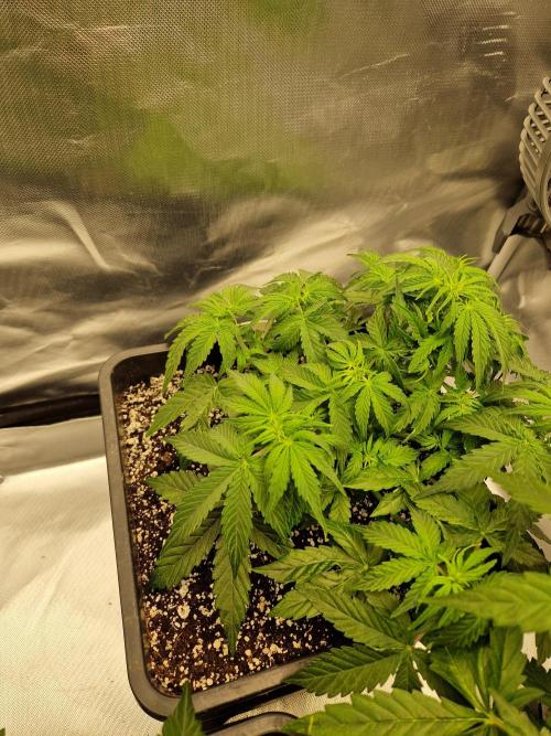 Gift Seeds. Week 5