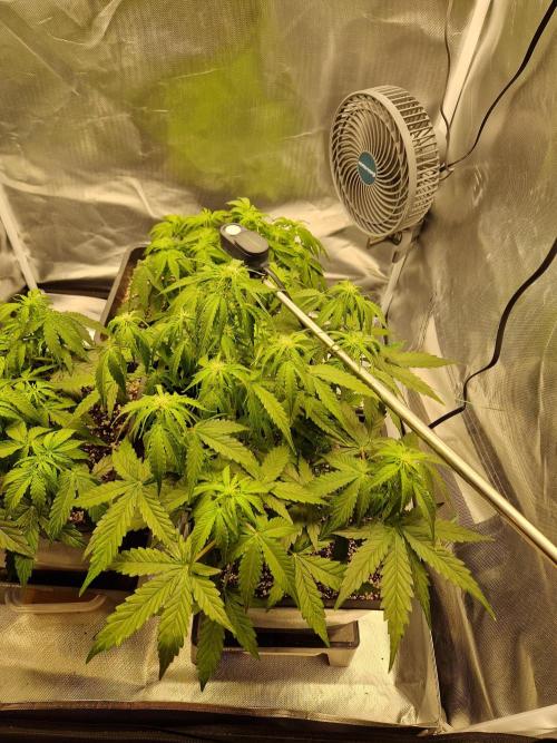 Gift Seeds. Week 5