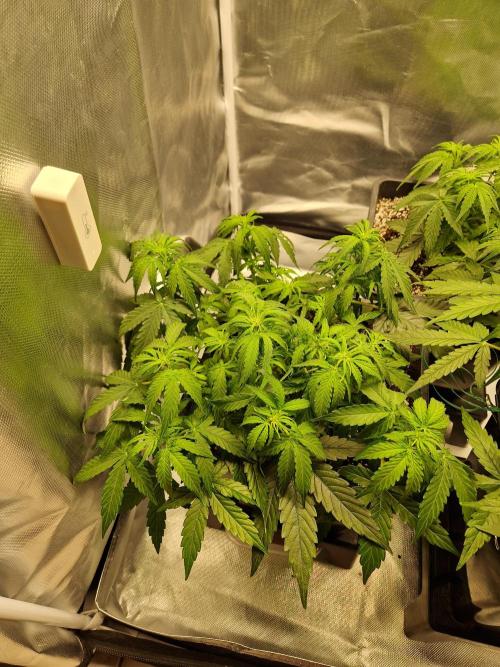Gift Seeds. Week 5