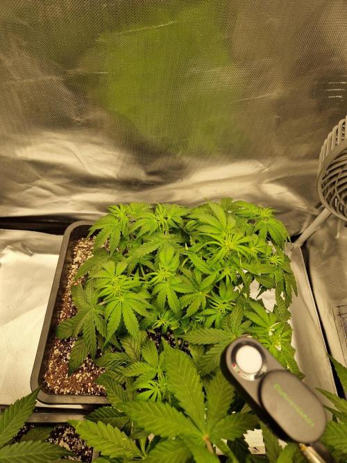 Gift Seeds. Week 5